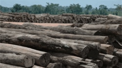 l-illegal-logging-site