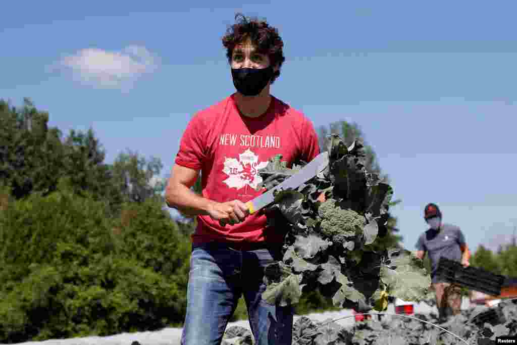 Canada&#39;s Prime Minister Justin Trudeau harvests broccoli at an Ottawa Food Bank farm on Canada Day in Ottawa, Ontario.