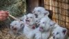 Seorang pekerja kebun binatang memberi makan lima anak singa putih yang baru lahir di kebun binatang pribadi di desa Demydiv 50 kilometer barat Kiev, Ukraina, 11 Agustus 2016. (Foto: AP)