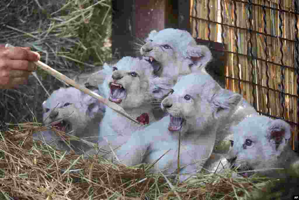 A zoo worker feeds five new-born white lion cubs in a private zoo in the village of Demydiv 50 kilometers west of Kyiv, Ukraine.