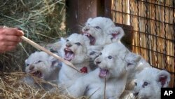 Seorang pekerja kebun binatang memberi makan lima anak singa putih yang baru lahir di kebun binatang pribadi di desa Demydiv 50 kilometer barat Kiev, Ukraina, 11 Agustus 2016. (Foto: AP)