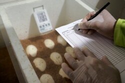 Petugas pembibitan menulis di selembar kertas sebagai telur komodo, nama ilmiah Varanus komodoensis, di dalam kotak penetasan di Kebun Binatang Surabaya, di Surabaya, Jawa Timur, 1 November 2021. (Foto: REUTERS/Prasto Wardoyo)