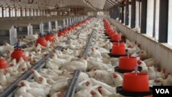 Many small-scale local business people in Zimbabwe are engaged in poultry and related projects.