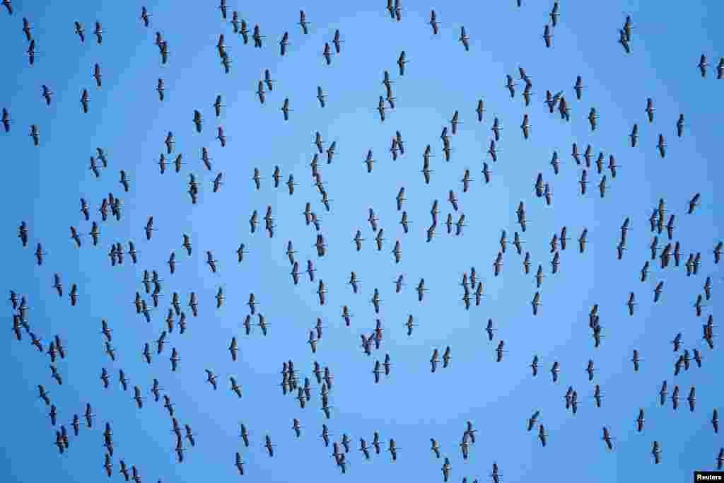 A flock of migrating demoiselle cranes flies in the sky in Almaty Region, Kazakhstan.