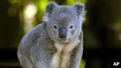 A koala