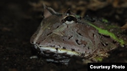 Katak Amerika Selatan menunggu mangsa.