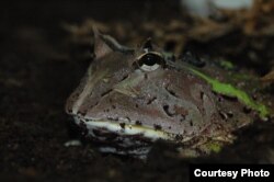 The South American horned frogs are sit-and-wait predators that wait half-buried for prey to pass by. (Thomas Kleinteich, Kiel University)