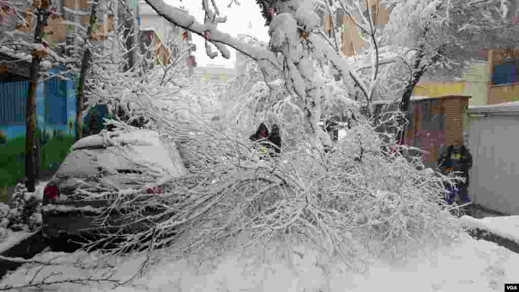 بارش شدید برف و شکستن درختان در بلوار مرزداران، تهران عکس: رضا (ارسالی شما)