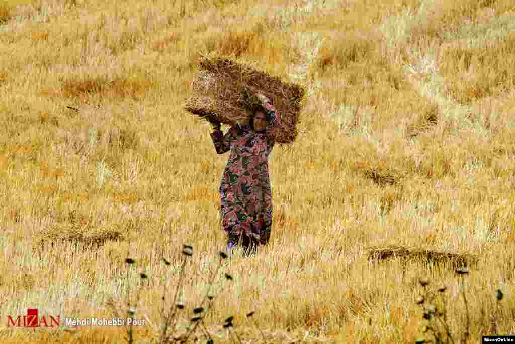 فصل برداشت گندم و جو توسط کشاورزان اهل ساری مازندران عکس: مهدی محبی پور 