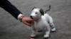 Anjing, Lengan dan Pemain Opera Robot Dipamerkan di Konferensi Kecerdasan Buatan di Shanghai