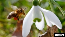A honeybee approaches a snowdrop flower in Klosterneuburg on the first day of spring, Austria.