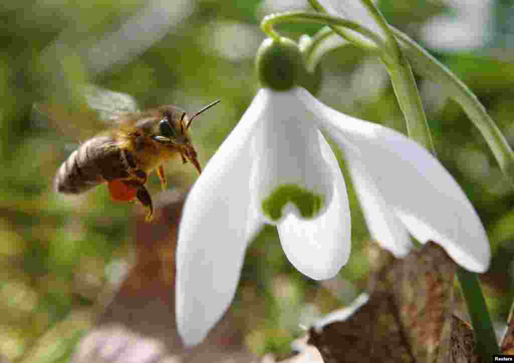 A honeybee approaches a snowdrop flower in Klosterneuburg on the first day of spring, Austria.