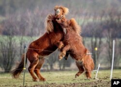 Kuda Islandia, kiri, dan kuda poni Shetland bermain di peternakan pejantan di Wehrheim dekat Frankfurt, Jerman, Senin, 18 Januari 2021. (Foto: AP)