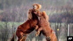 An Icelandic horse, left, and a Shetland pony play at a farm near Frankfurt, Germany, January 18, 2021. (AP Photo/Michael Probst)