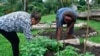 Pacific Islanders Start Gardens during the Pandemic 