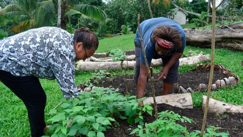 Pacific Islanders Start Gardening during the Pandemic