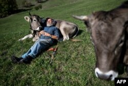 Swiss farmer farmer Armin Capaul poses with his cows Perrefitte, northern Switzerland, October 2018. (AP Photo)