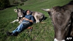Swiss farmer farmer Armin Capaul poses with his cows ahead of the nationwide vote on his initiative on cow horns, on October 16, 2018 above Perrefitte, northern Switzerland.