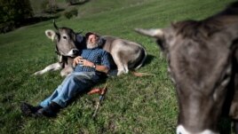 Swiss farmer farmer Armin Capaul poses with his cows Perrefitte, northern Switzerland, October 2018. (AP Photo)