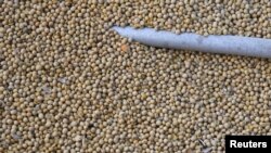 Soybeans sit in a truck as they are loaded at the Ruff Brothers Grain elevator in Leonore, Illinois, July 6, 2018. 