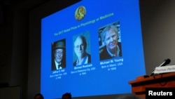 Nama Jeffrey C. Hall, Michael Rosbash dan Michael W. Young ditampilkan saat Komite Nobel mengumumkan pemenang Hadiah Nobel bidang Fisiologi atau Kedokteran 2017, di Stockholm, Swedia, 2 Oktober 2017.