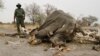 4 Elephants Die of Poachers' Cyanide Poisoning in Zimbabwe