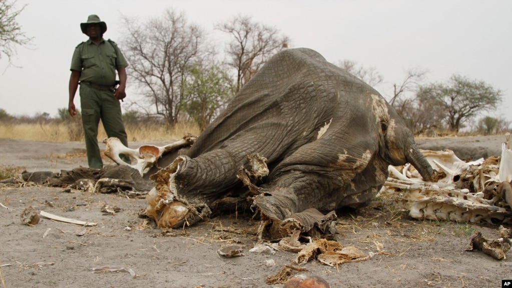 FILE - A game ranger stands next to a rotting elephant carcass poisoned by poachers with cyanide in Hwange National Park in Zimbabawe, Sept. 29, 2013. 