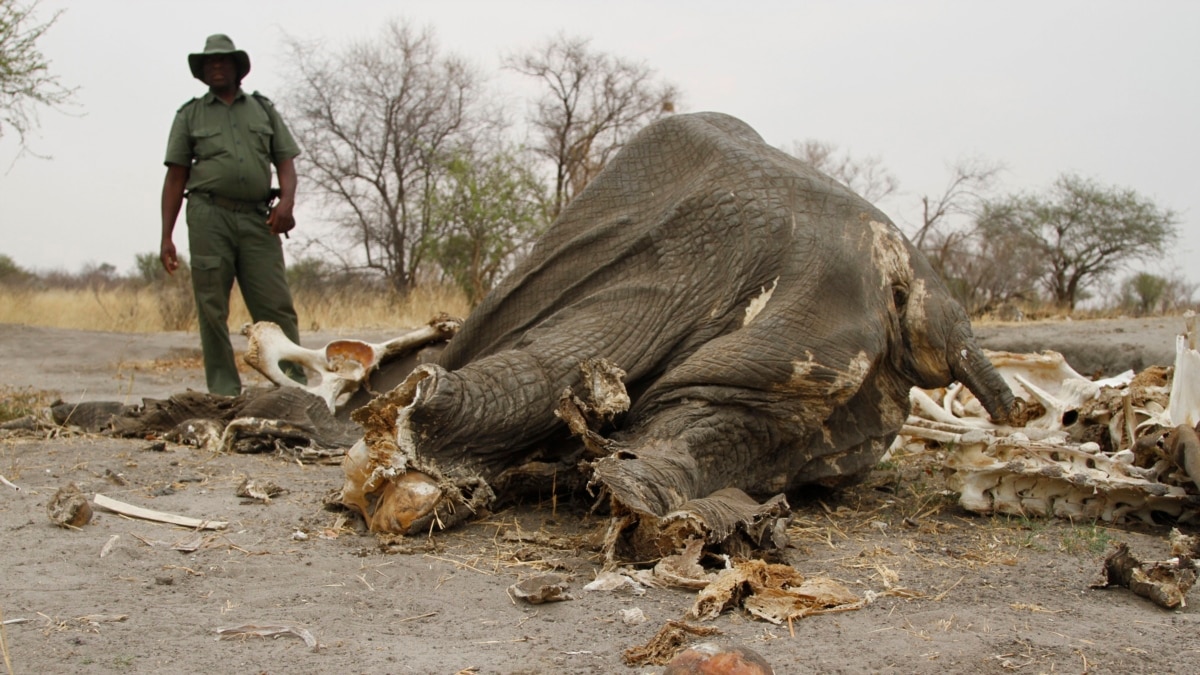 Poachers Target Africa's Lions, Vultures With Poison Poachers Target Africa's Lions, Vultures With Poison