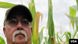 Bruce Trautman grows conventional and genetically modified drought-tolerant corn near Sutton, Nebraska, August 2012 (S. Baragona / VOA).