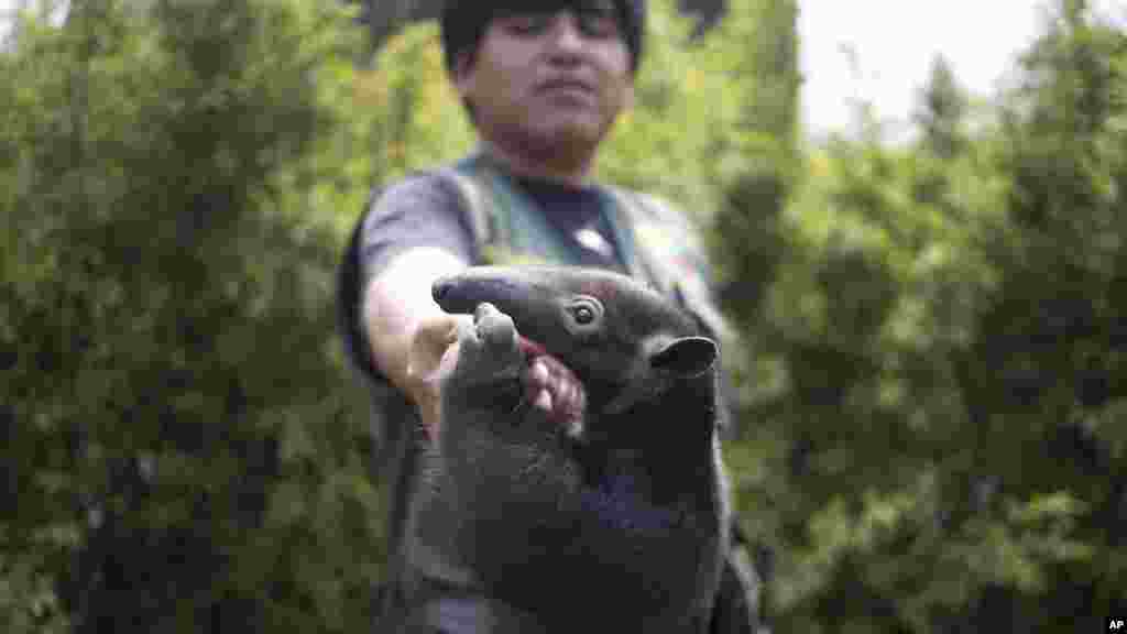 A zoo vet plays with a 3-year-old tamandua anteater, at the Huachipa Zoo, on the outskirts of Lima, Peru.