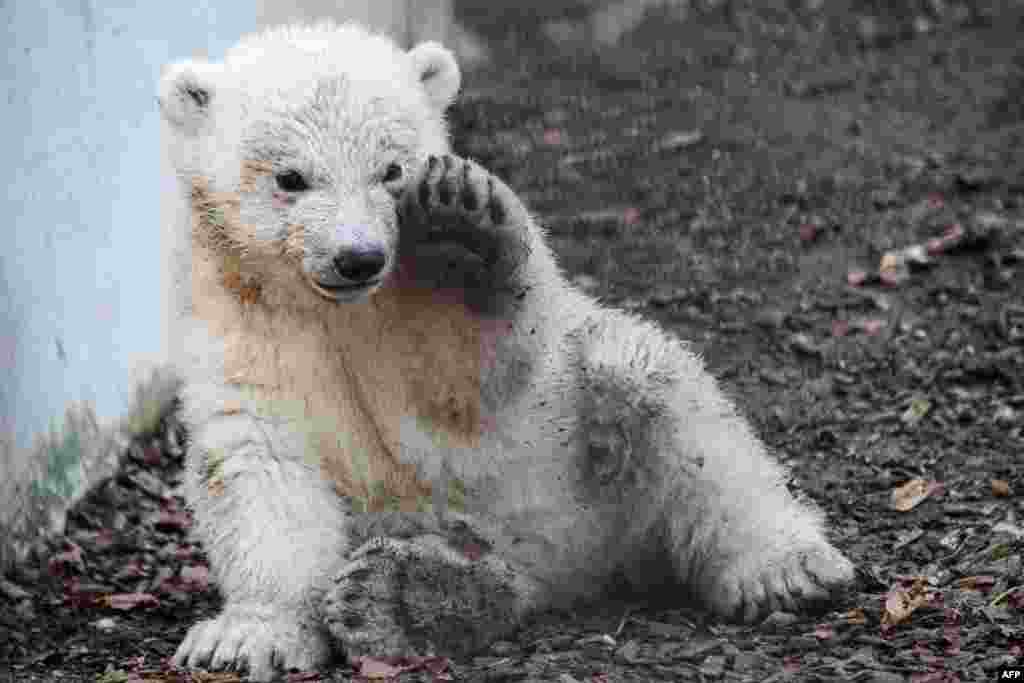 A polar bear cub named Kara plays in its enclosure at the Zoological and Botanical park in Mulhouse, eastern France.