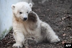 A polar bear cub named Kara plays in its enclosure at the Zoological and Botanical park in Mulhouse, eastern France.