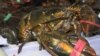 Maine Lobster Becoming Popular in China