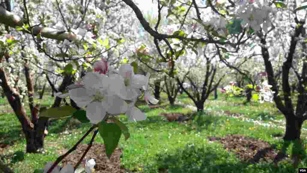 شکوفه‌های سیب، مهاباد، روستای اگریقاش عکس: لقمان چاوشینی (ارسالی شما)