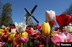 A windmill is seen in the Keukenhof garden in Lisse, Netherlands, April 19, 2019.