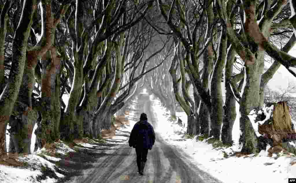 Seorang pria berjalan di atas jalan bersalju di antara lorong pohon-pohon &#39;Dark Hedges&#39; dekat Ballymoney, Antrim, Irlandia Utara.