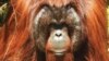 Tiga Individu Orangutan Kalimantan Dilepasliarkan di Kutai Timur