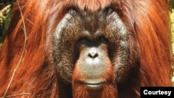 Freet, Orangutan Kalimantan berusia 27 tahun, dilepasliarkan ke hutan Kehjen Sewen di Kabupaten Kutai Timur, Kalimantan Timur, Rabu 17 Februari 2021. (Courtesy: KLHK)