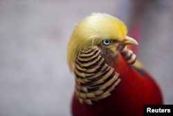 A golden pheasant is seen at Hangzhou Safari Park in Hangzhou, Zhejiang Province, China, 2016.