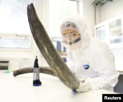 Eleftheria Palkopoulou works with a mammoth tusk in the ancient DNA lab at the Swedish Museum of Natural History in this image released to Reuters, April 22, 2015. (Handout / Love Dalen)