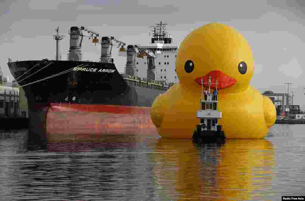 A giant inflatable rubber duck installation by Dutch artist Florentijn Hofman floats through the Port of Los Angeles as part of the Tall Ships Festival, in San Pedro, California, USA.