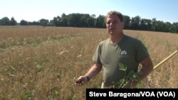 Trey Hill uses conservation methods on his Maryland farm. Here he shows soy beans growing in the what is left of another crop. (Credit: Steve Baragona/VOA)