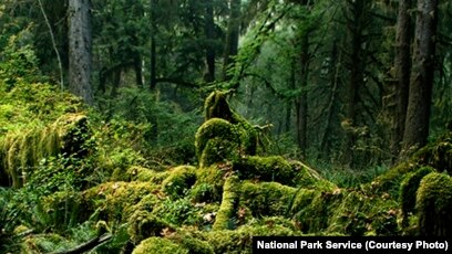 Visiting the Hoh Rain Forest - Olympic National Park (U.S. National Park  Service)