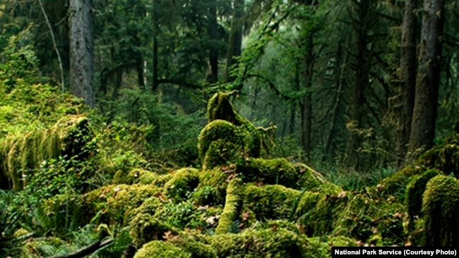 Hoh River Trail