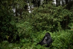 FILE - In this Sept. 2, 2019, file photo, a silverback mountain gorilla named Segasira sits among plants in the Volcanoes National Park, Rwanda.