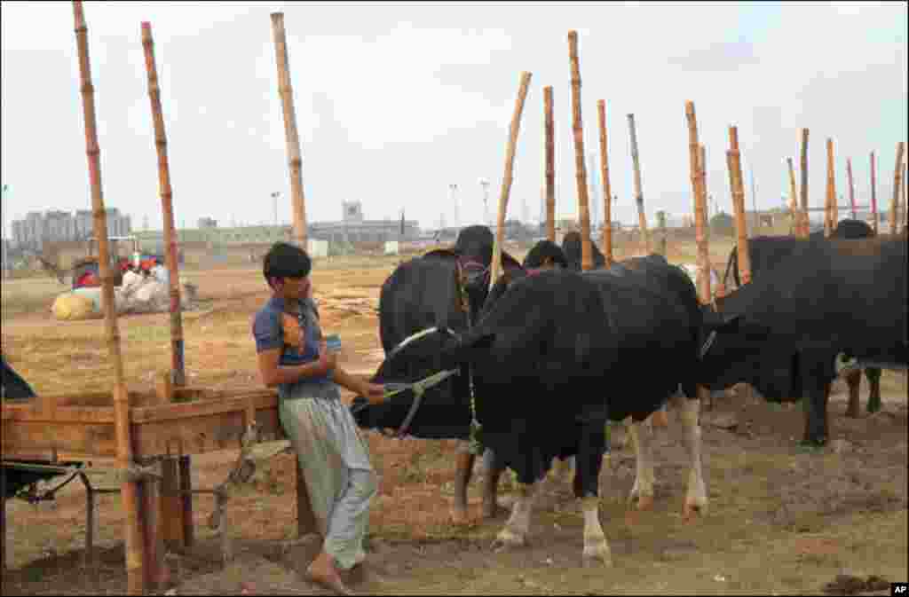 کراچی کی مویشی منڈی