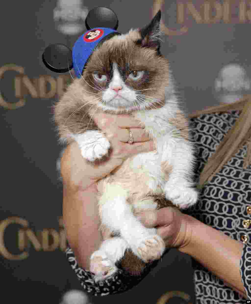 Grumpy Cat menghadiri pemutaran perdana Cinderella di Los Angeles, 1 Maret 2015.