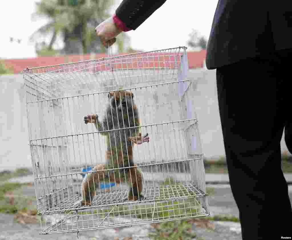 A slow loris is carried in a cage by a wildlife department official at the head office in Kuala Lumpur. It was among other animals estimated to be worth $20,000, including juvenile eagles and a Malayan sun bear cub, seized by the wildlife department during an operation against illegal wildlife traders earlier this month.