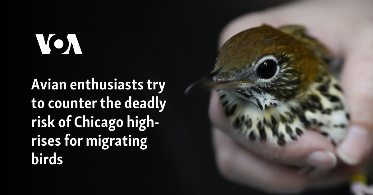 Avian enthusiasts try to counter the deadly risk of Chicago high-rises for migrating birds