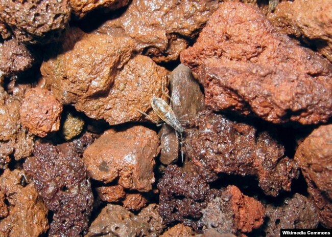 A Wekiu bug (Nysius wekiuicola) on volcanic cinder, Mauna Kea, at 13,400 feet (4,085 m) elevation.